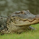 Martha's Vineyard residents have a host of theories after a dead alligator mysteriously turned up.
