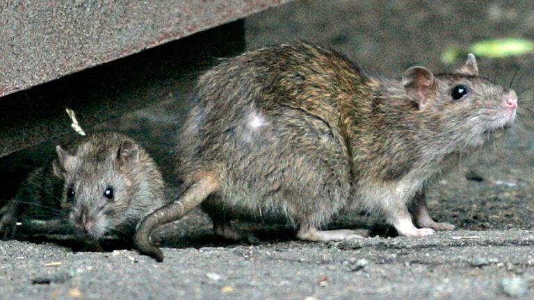 Here's what the City Council is doing about Boston's rat problem